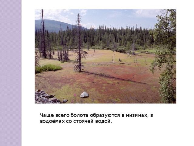 Чаще всего болота образуются в низинах, в водоёмах со стоячей водой. 