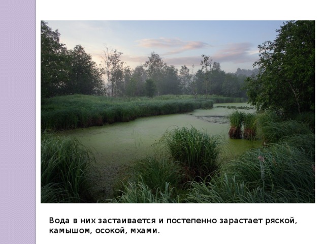 Вода в них застаивается и постепенно зарастает ряской, камышом, осокой, мхами. 