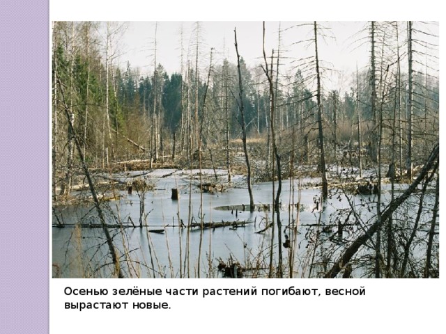 Осенью зелёные части растений погибают, весной вырастают новые. 