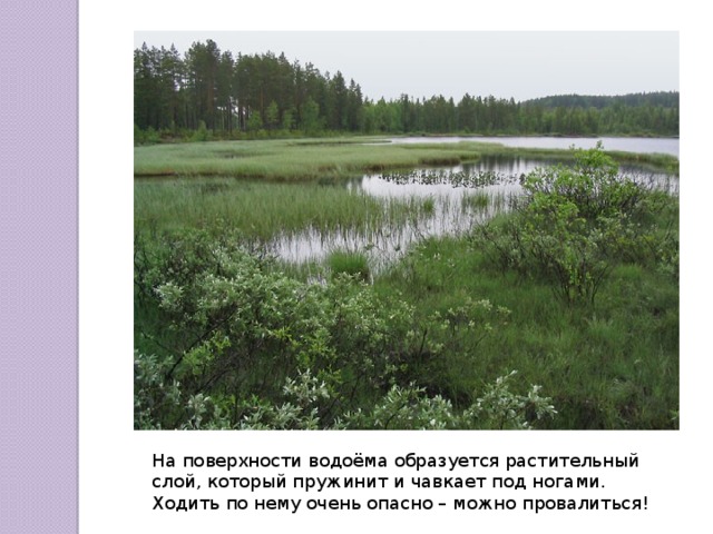 На поверхности водоёма образуется растительный слой, который пружинит и чавкает под ногами. Ходить по нему очень опасно – можно провалиться! 