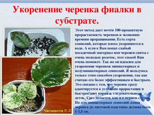 Укоренение черенка фиалки в субстрате. Этот метод дает почти 100-процентную прорастаемость черенков и экономию времени проращивания. Есть сорта сенполий, которые плохо укореняются в воде. А если к Вам попал слабый посадочный материал или черенки сняты с очень молодых розеток, этот способ Вам очень поможет. Так же он идеален для укоренения черенков миниатюрных и полуминиатюрных сенполий. Я пользуюсь только этим способом укоренения, так как считаю его более эффективным и быстрым. Это связано с тем, что черенок сразу адаптируется к условиям прорастания и быстрее дает корни а, следовательно, и деток. Срез делается, как и в первом случае. Но для миниатюрных сенполий длина черенка до листовой пластины должна быть 1-1,5 см. 