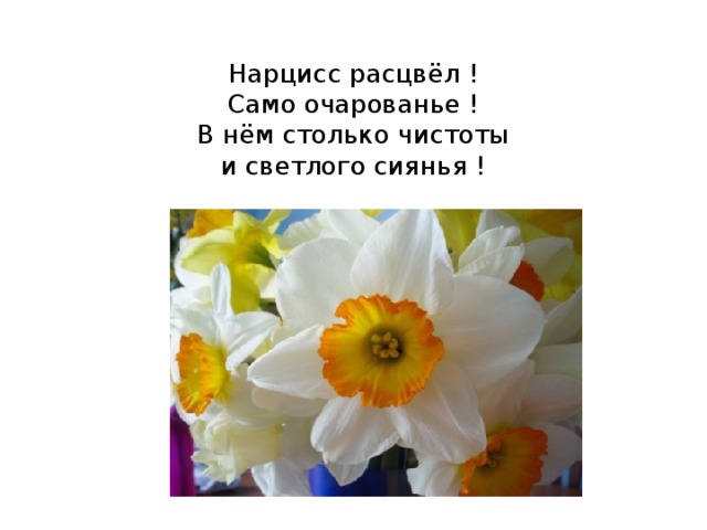  Нарцисс расцвёл !  Само очарованье !  В нём столько чистоты  и светлого сиянья !   