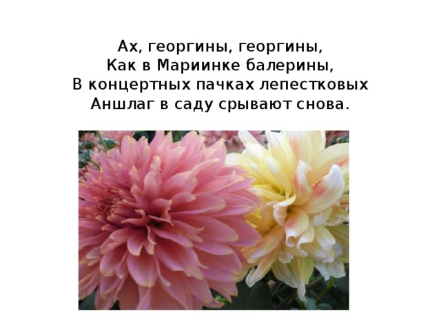  Ах, георгины, георгины,  Как в Мариинке балерины,  В концертных пачках лепестковых  Аншлаг в саду срывают снова.   