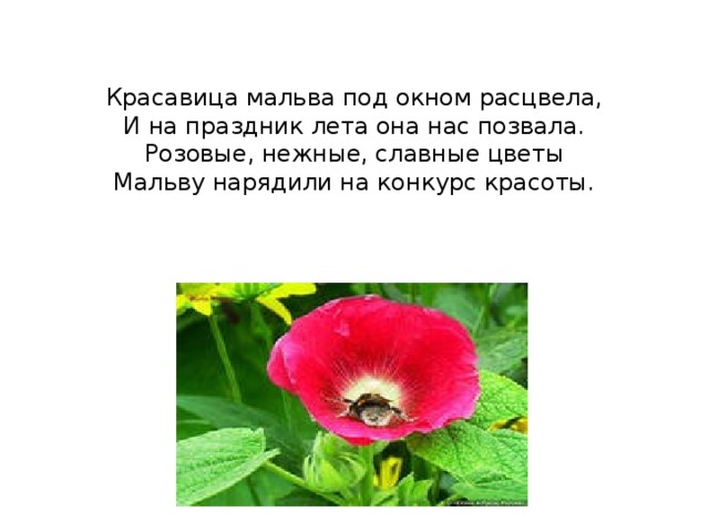   Красавица мальва под окном расцвела,  И на праздник лета она нас позвала.  Розовые, нежные, славные цветы  Мальву нарядили на конкурс красоты.   