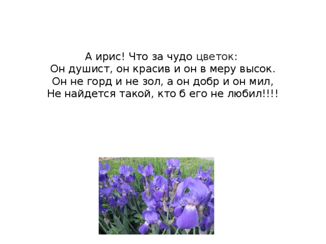    А ирис! Что за чудо цветок :  Он душист, он красив и он в меру высок.  Он не горд и не зол, а он добр и он мил,  Не найдется такой, кто б его не любил!!!!   