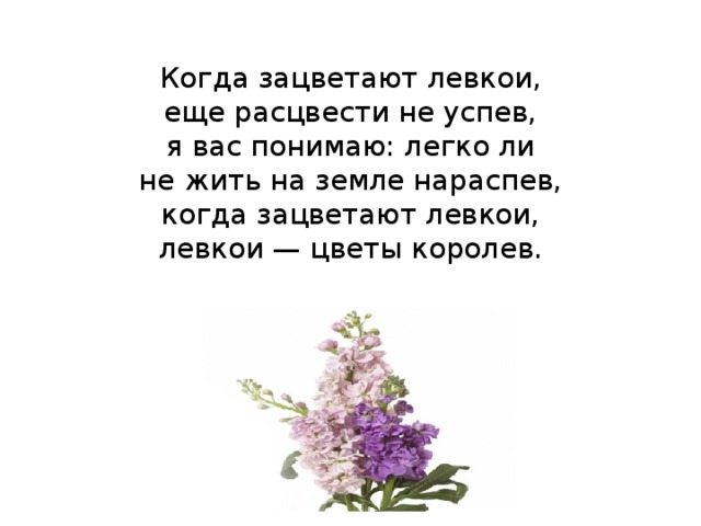  Когда зацветают левкои,  еще расцвести не успев,  я вас понимаю: легко ли  не жить на земле нараспев,  когда зацветают левкои,  левкои — цветы королев.   