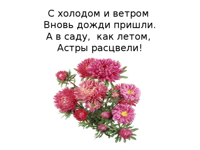 С холодом и ветром  Вновь дожди пришли.  А в саду, как летом,  Астры расцвели!   