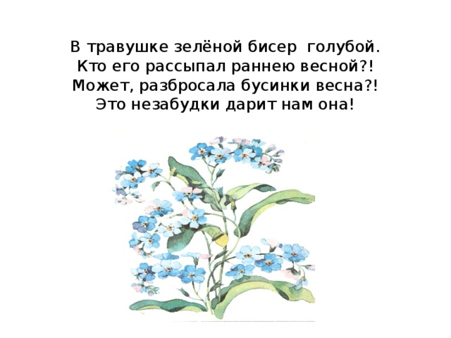  В травушке зелёной бисер голубой.  Кто его рассыпал раннею весной?!  Может, разбросала бусинки весна?!  Это незабудки дарит нам она!      