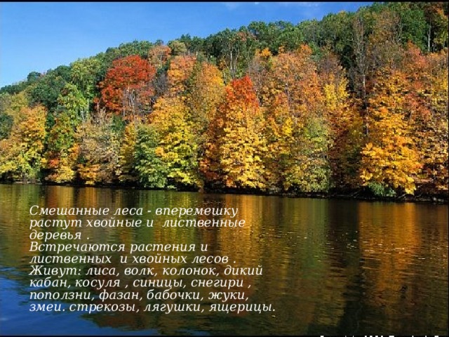 Смешанные леса - вперемешку растут хвойные и лиственные деревья . Встречаются растения и лиственных и хвойных лесов . Живут: лиса, волк, колонок, дикий кабан, косуля , синицы, снегири , поползни, фазан, бабочки, жуки, змеи. стрекозы, лягушки, ящерицы. 