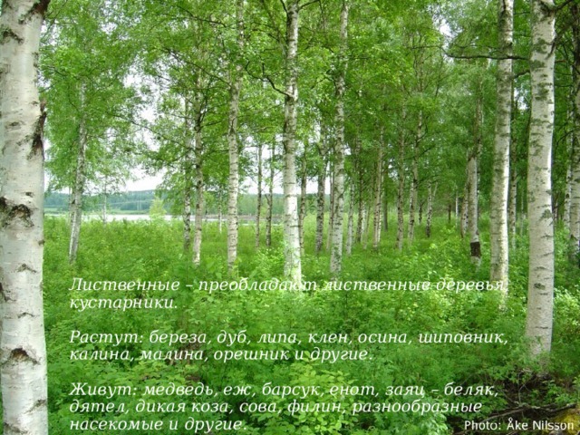 Лиственные – преобладают лиственные деревья, кустарники.  Растут: береза, дуб, липа, клен, осина, шиповник, калина, малина, орешник и другие.  Живут: медведь, еж, барсук, енот, заяц – беляк, дятел, дикая коза, сова, филин, разнообразные насекомые и другие. 