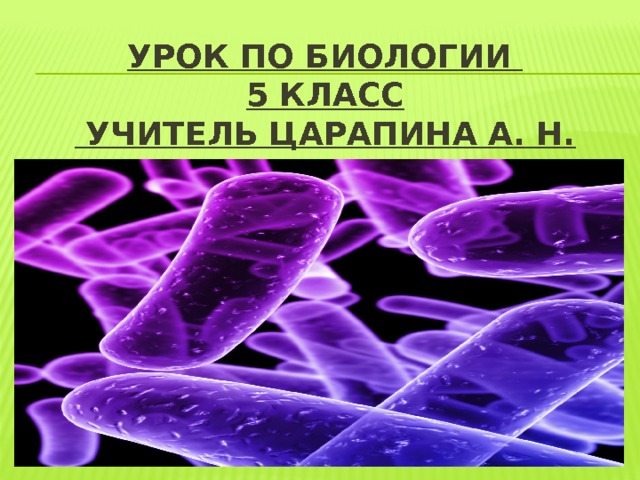 Урок по биологии  5 класс  учитель Царапина А. Н. 