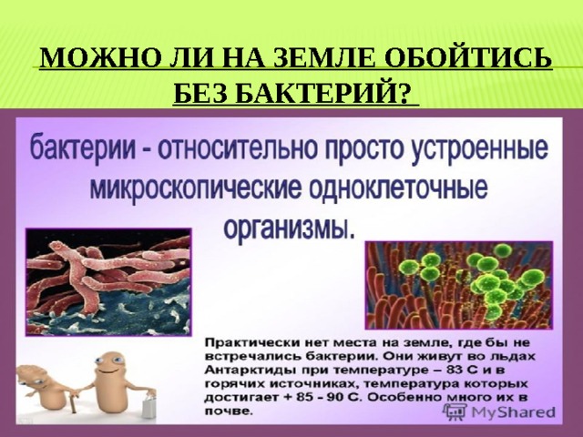 Бактерии презентация 10 класс биология