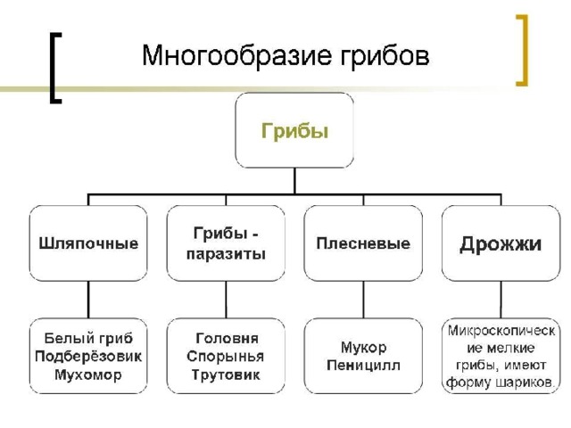 Группа грибов примеры среда значение Разнообразие грибов. Лабораторная работа 10. Сравнительная характеристика низших