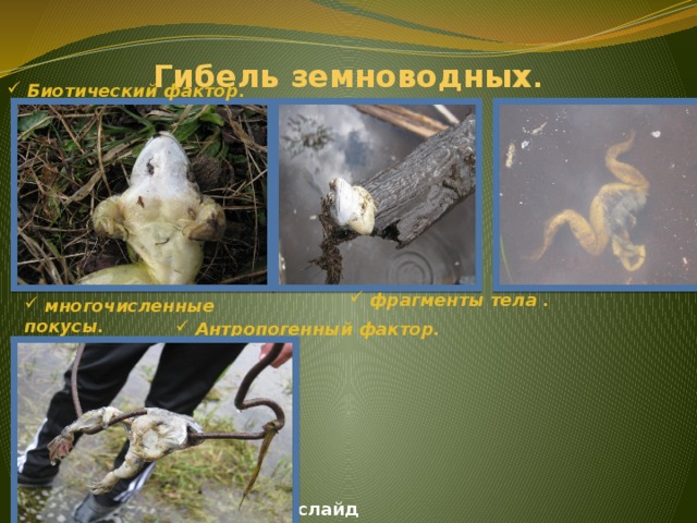 Гибель земноводных .  Биотический фактор.  фрагменты тела .  многочисленные покусы.  Антропогенный фактор.  Слайд 2 слайд 13
