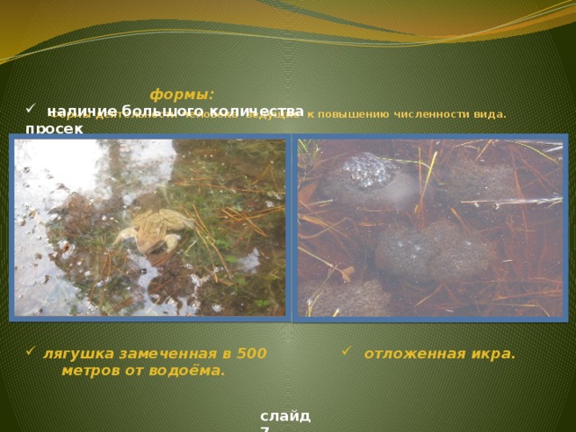 Формы деятельности человека ведущие к повышению численности вида.   формы:  наличие большого количества просек Фотоснимок  лягушка замеченная в 500 метров от водоёма.  отложенная икра. слайд 7
