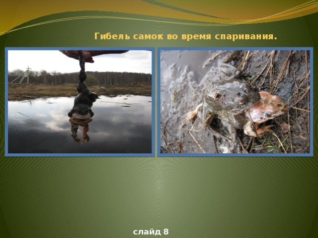 Гибель самок во время спаривания.  . слайд 8