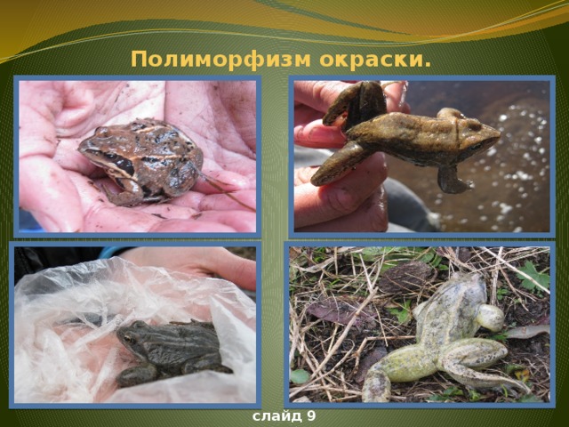 Полиморфизм окраски.  Слайд 2 слайд 9