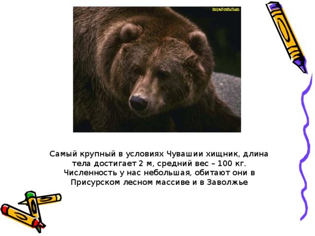 Самый крупный в условиях Чувашии хищник, длина тела достигает 2 м, средний вес – 100 кг. Численность у нас небольшая, обитают они в Присурском лесном массиве и в Заволжье 