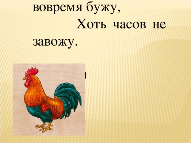 Всех я вовремя бужу, Хоть часов не завожу.    (Петух.) 