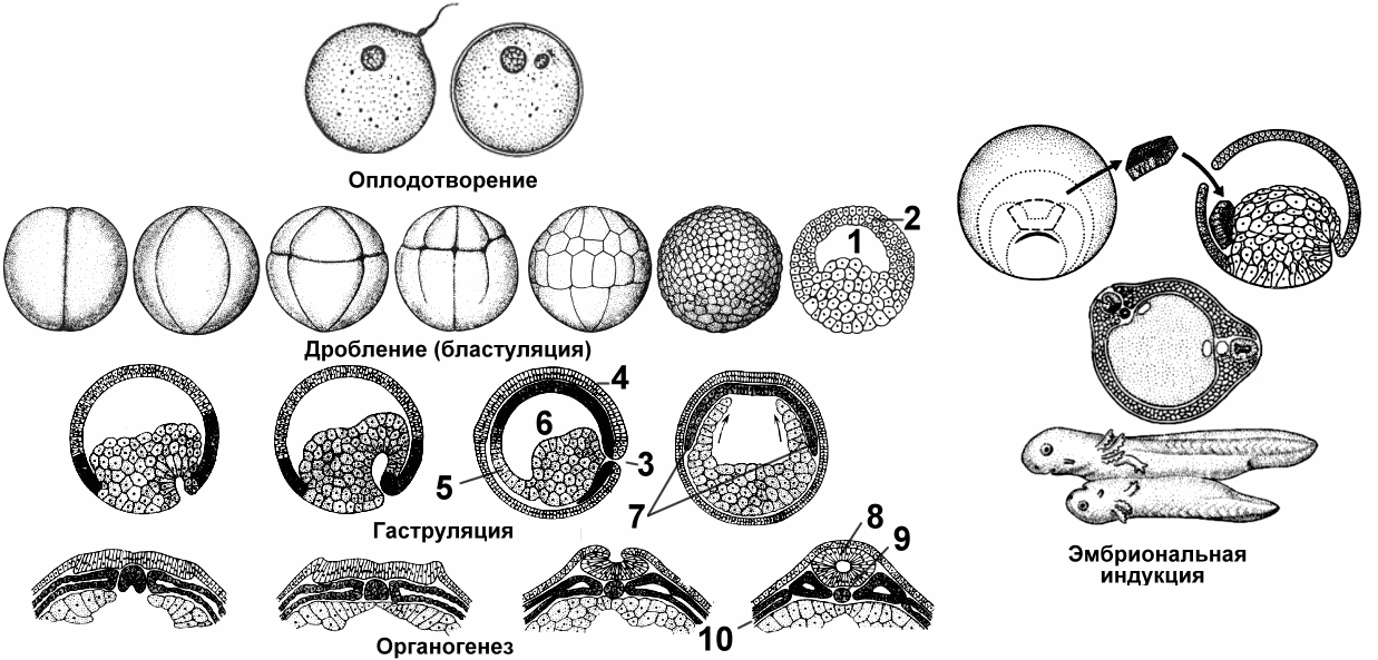 Этапы эмбриогенеза. Этапы эмбрионального развития дробление рисунок. Стадии эмбриогенеза человека схема. Дробление гаструляция органогенез таблица. Стадии онтогенеза дробление гаструляция.