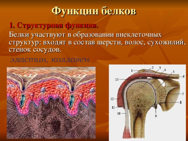  1. Структурная функция.  Белки участвуют в образовании внеклеточных структур: входят в состав шерсти, волос, сухожилий, стенок сосудов. эластин, коллаген 