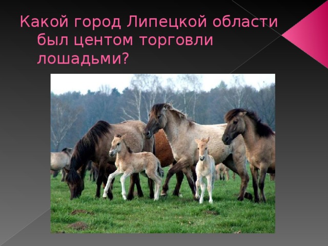 Какой город Липецкой области был центом торговли лошадьми? 