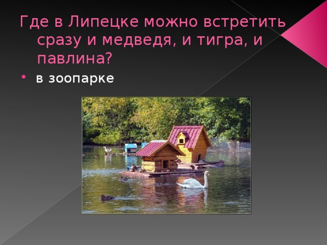 Где в Липецке можно встретить сразу и медведя, и тигра, и павлина? в зоопарке 