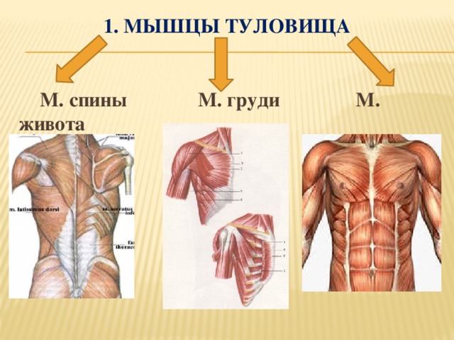 Какой цифрой на рисунке обозначены мышцы сгибающие и вращающие туловище вокруг продольной