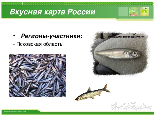 Вкусная карта России  Регионы-участники:  - Псковская область 