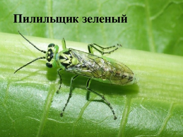 Пи Пилильщик зеленый 