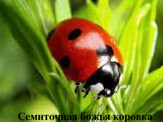 Семиточная божья коровка 