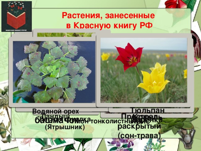 Растения красной книги красноярского края растения фото и