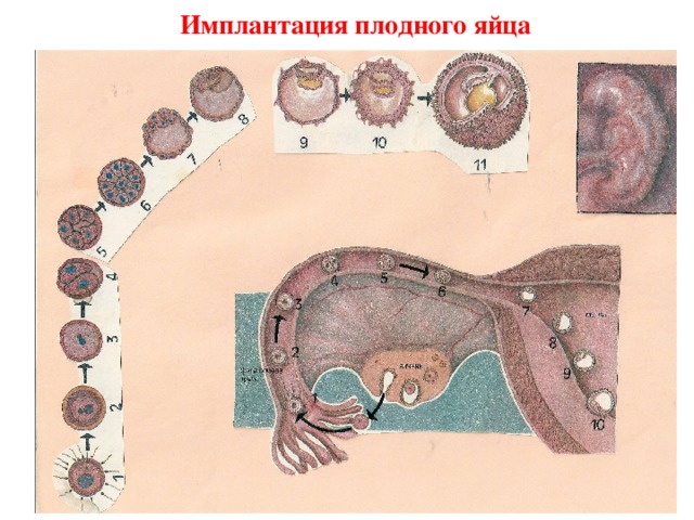 Через какое время яйцеклетка прикрепляется к стенке