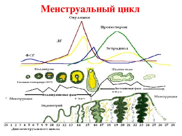 Менструальный цикл рисунок