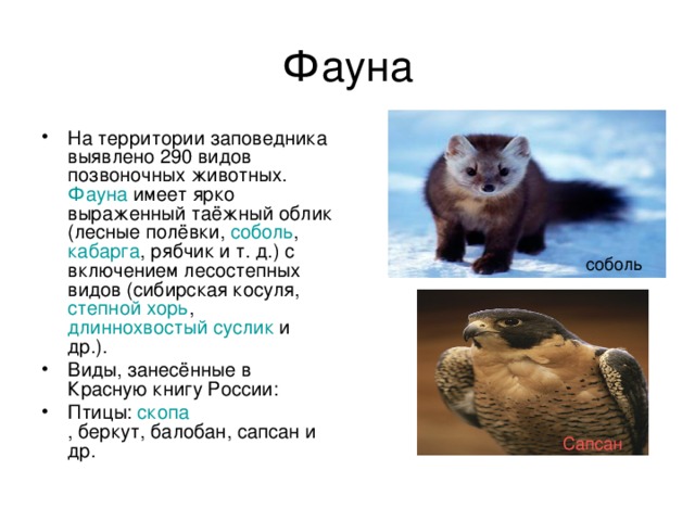 Фауна На территории заповедника выявлено 290 видов позвоночных животных.  Фауна  имеет ярко выраженный таёжный облик (лесные полёвки,  соболь ,  кабарга , рябчик и т. д.) с включением лесостепных видов (сибирская косуля,  степной хорь , длиннохвостый суслик  и др.). Виды, занесённые в Красную книгу России: Птицы:  скопа , беркут, балобан, сапсан и др.  соболь Сапсан 