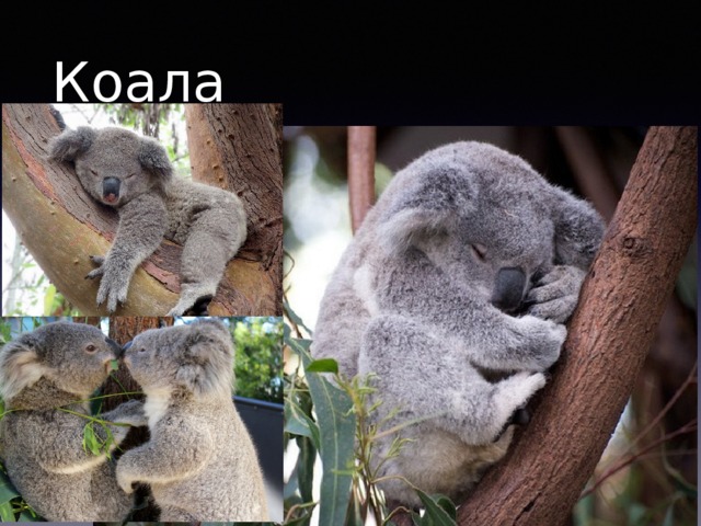 Коала 