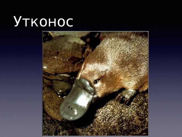 Утконос 