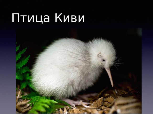 Птица Киви 