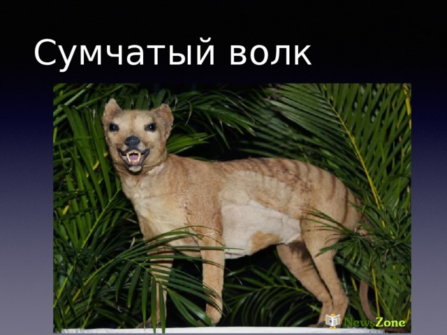 Сумчатый волк 