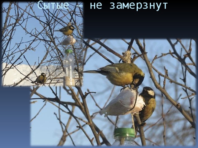 Сытые – не замерзнут 
