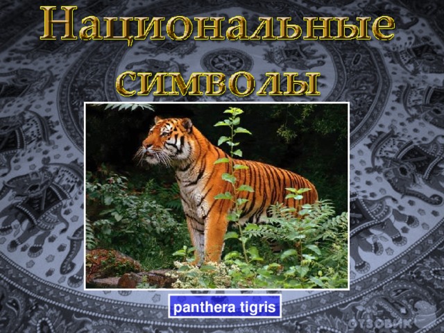 panthera tigris 