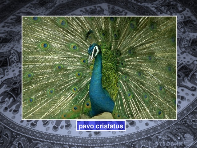 pavo cristatus 