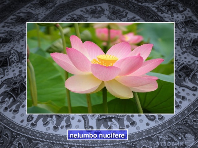 nelumbo nucifere 