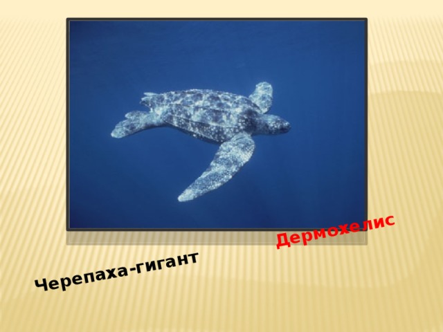 Черепаха-гигант Дермохелис 