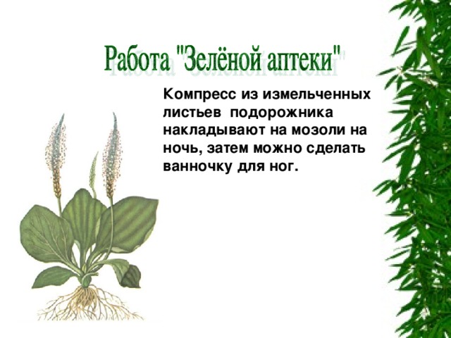 Компресс из измельченных листьев подорожника накладывают на мозоли на ночь, затем можно сделать ванночку для ног.