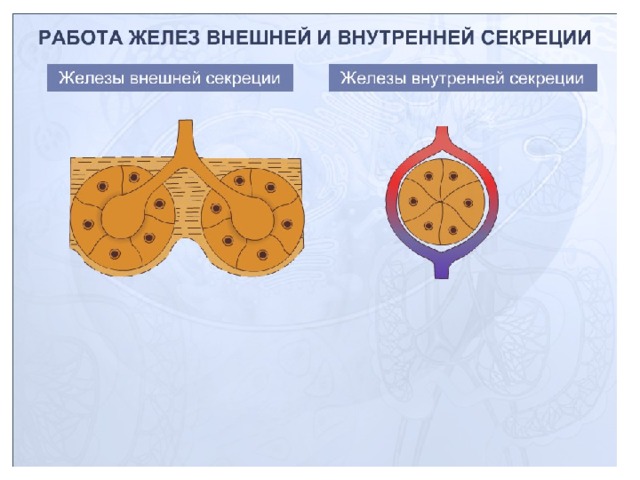 Роль эндокринной регуляции функции желез внутренней секреции 8 класс презентация