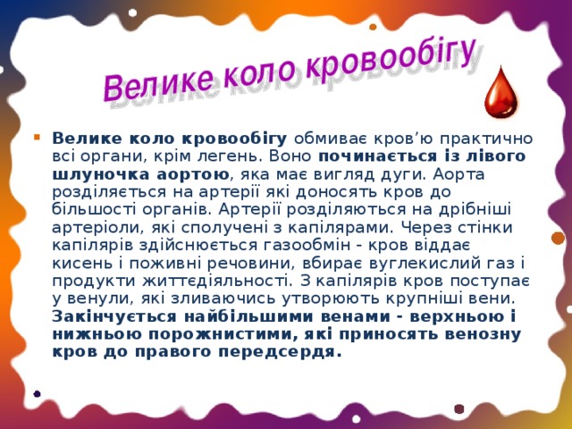 Велике коло кровообігу обмиває кров’ю практично всі органи, крім легень. Воно починається із лівого шлуночка аортою , яка має вигляд дуги. Аорта розділяється на артерії які доносять кров до більшості органів. Артерії розділяються на дрібніші артеріоли, які сполучені з капілярами. Через стінки капілярів здійснюється газообмін - кров віддає кисень і поживні речовини, вбирає вуглекислий газ і продукти життєдіяльності. З капілярів кров поступає у венули, які зливаючись утворюють крупніші вени. Закінчується найбільшими венами - верхньою і нижньою порожнистими, які приносять венозну кров до правого передсердя.