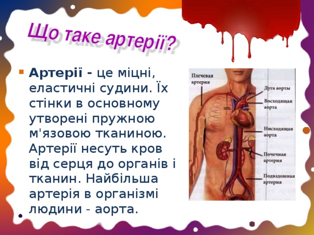 Артерії - це міцні, еластичні судини. Їх стінки в основному утворені пружною м'язовою тканиною. Артерії несуть кров від серця до органів і тканин. Найбільша артерія в організмі людини - аорта.