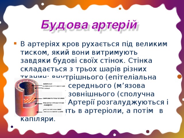 В артеріях кров рухається під великим тиском, який вони витримують завдяки будові своїх стінок. Стінка складається з трьох шарів різних тканин: внутрішнього (епітеліальна тканина),     середнього (м ’ язова тканина) та    зовнішнього (сполучна тканина).    Артерії розгалуджуються і     переходять в артеріоли, а потім    в капіляри.