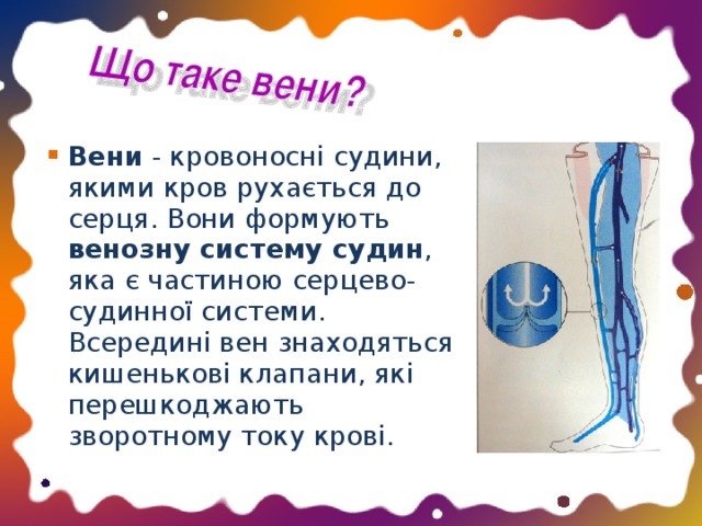 Вени  - кровоносні судини, якими кров рухається до серця. Вони формують венозну систему судин , яка є частиною серцево-судинної системи. Всередині вен знаходяться кишенькові клапани, які перешкоджають зворотному току крові.